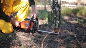 Best Tree Maintenance Programs  in Ballenger Creek, MD
