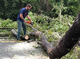 Best Emergency Tree Removal  in Ballenger Creek, MD