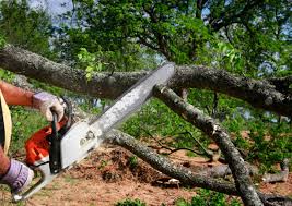 Best Lawn Disease Treatment  in Ballenger Creek, MD