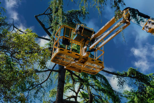 Best Tree Trimming and Pruning  in Ballenger Creek, MD